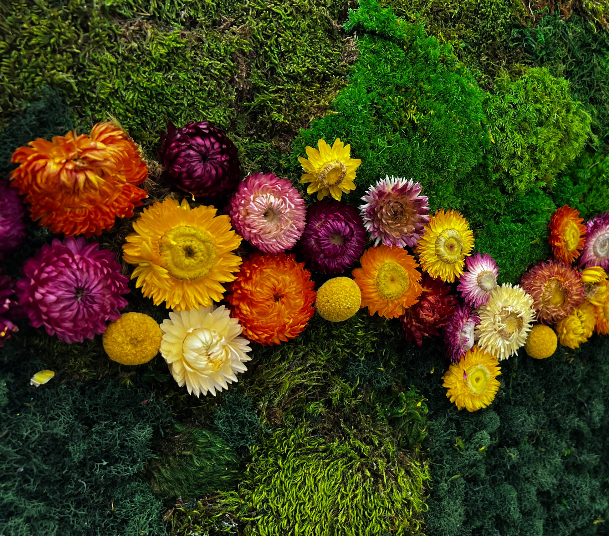 Close up of the yellow, orange, pink, and dark purple flowers